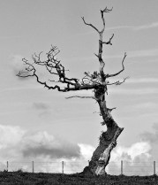 deadtree