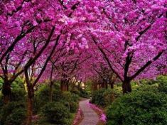 pinktrees